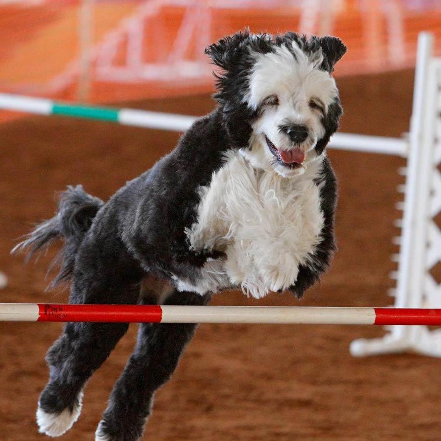 dog agility riptide pwds