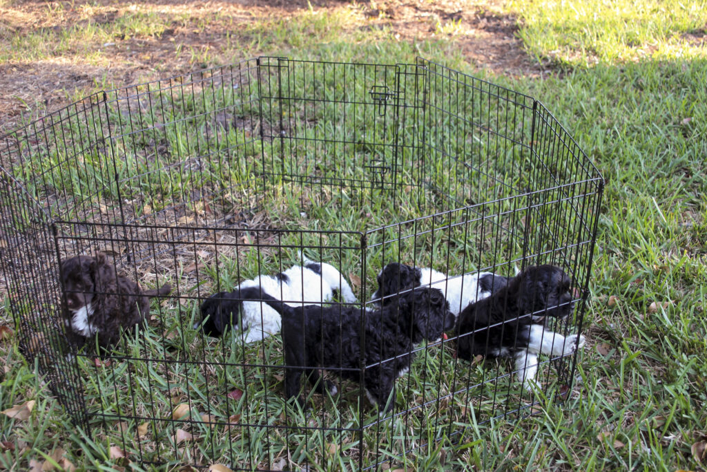 rumor patton portuguese water dogs Volhard temperament test