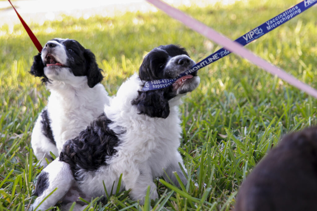 riptide puppies portuguese water dogs walking leash