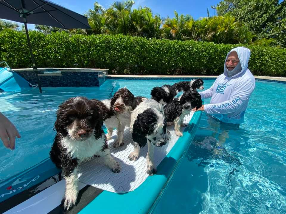 Swimming Waterdog